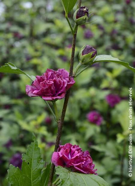 © Hortival Diffusion - Tous droits réservés