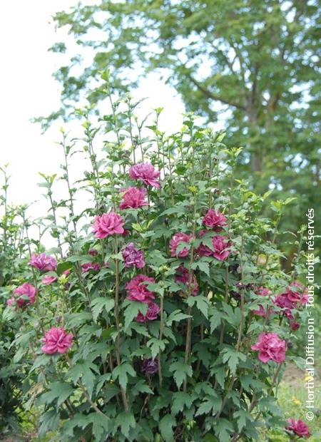 © Hortival Diffusion - Tous droits réservés