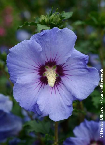 © Hortival Diffusion - Tous droits réservés