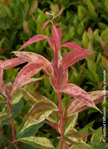 © Hortival Diffusion - Tous droits réservés