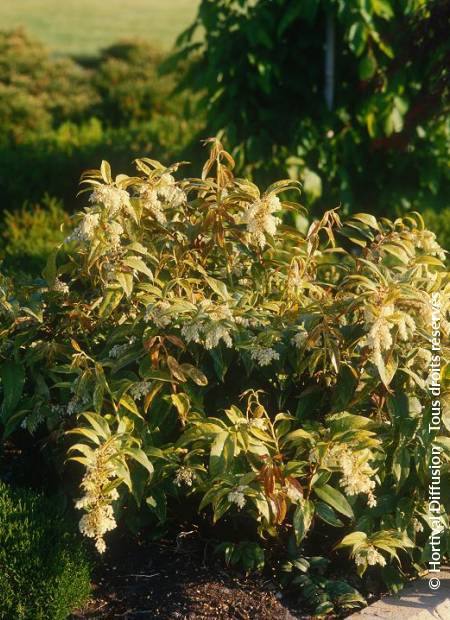 © Hortival Diffusion - Tous droits réservés