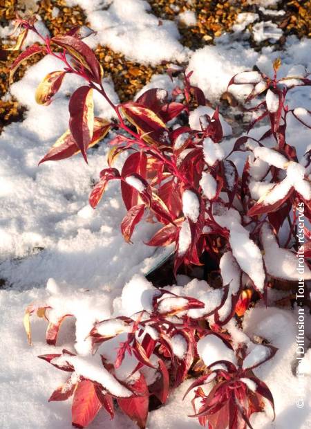 © Hortival Diffusion - Tous droits réservés