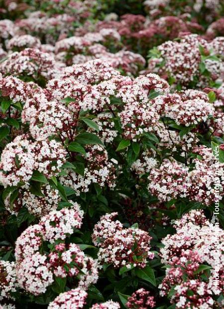 © Hortival Diffusion - Tous droits réservés