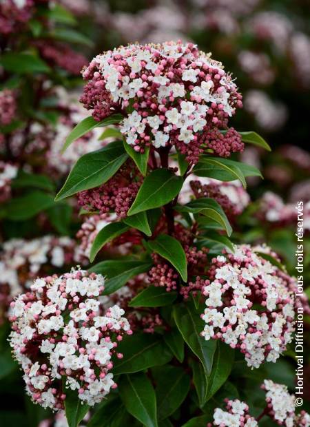 © Hortival Diffusion - Tous droits réservés