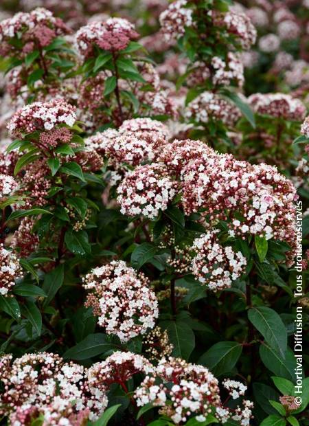 © Hortival Diffusion - Tous droits réservés