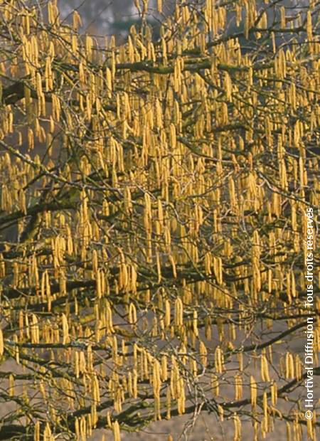 © Hortival Diffusion - Tous droits réservés