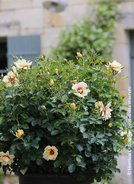 © Hortival Diffusion - Tous droits réservés
