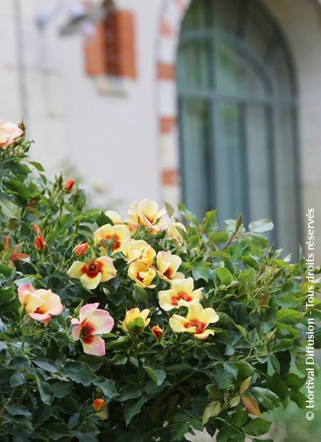 © Hortival Diffusion - Tous droits réservés