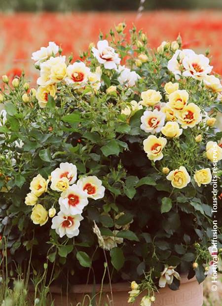 © Hortival Diffusion - Tous droits réservés