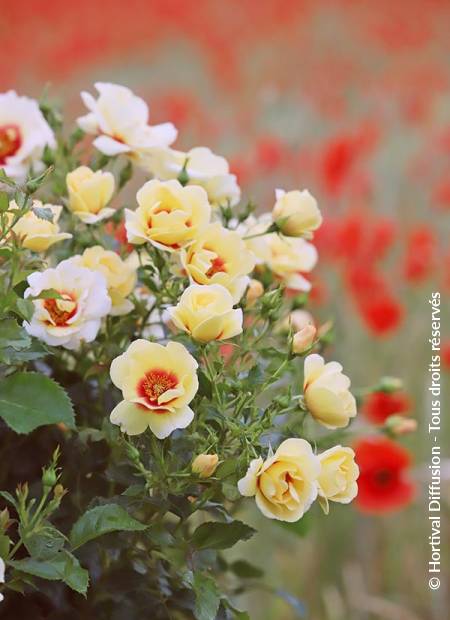 © Hortival Diffusion - Tous droits réservés
