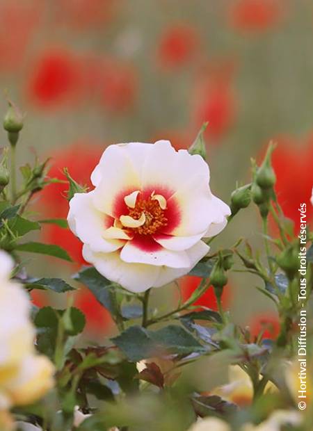 © Hortival Diffusion - Tous droits réservés