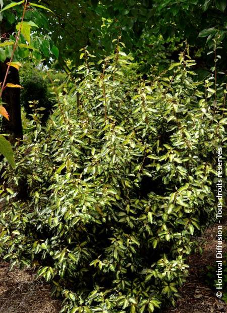 © Hortival Diffusion - Tous droits réservés