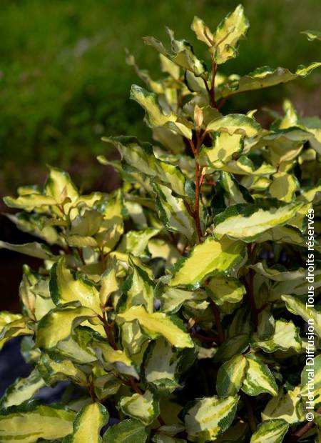 © Hortival Diffusion - Tous droits réservés