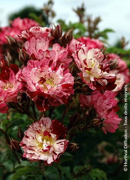 © Hortival Diffusion - Tous droits réservés