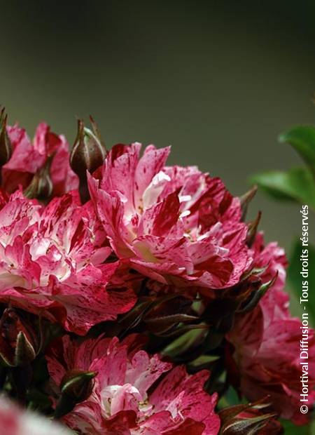 © Hortival Diffusion - Tous droits réservés