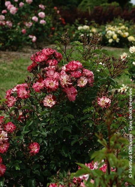 © Hortival Diffusion - Tous droits réservés