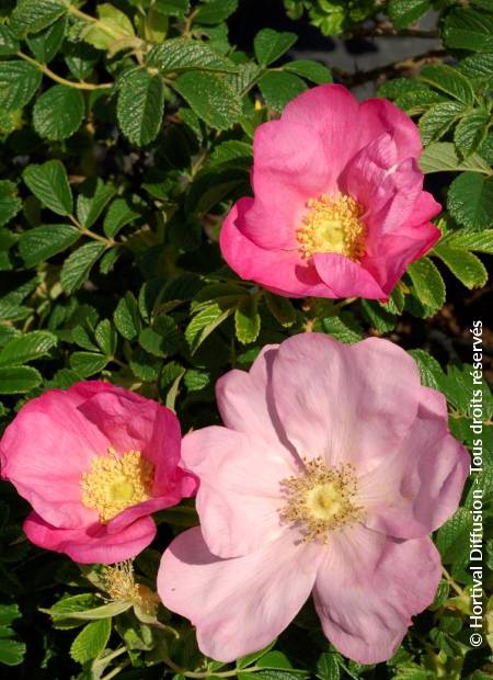 © Hortival Diffusion - Tous droits réservés