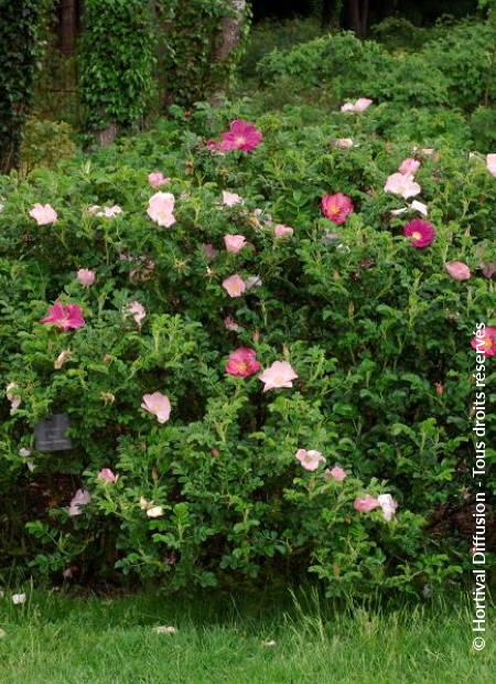 © Hortival Diffusion - Tous droits réservés