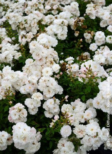 © Hortival Diffusion - Tous droits réservés