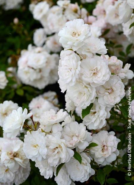 © Hortival Diffusion - Tous droits réservés