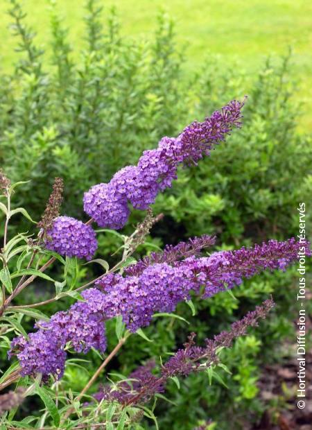 © Hortival Diffusion - Tous droits réservés