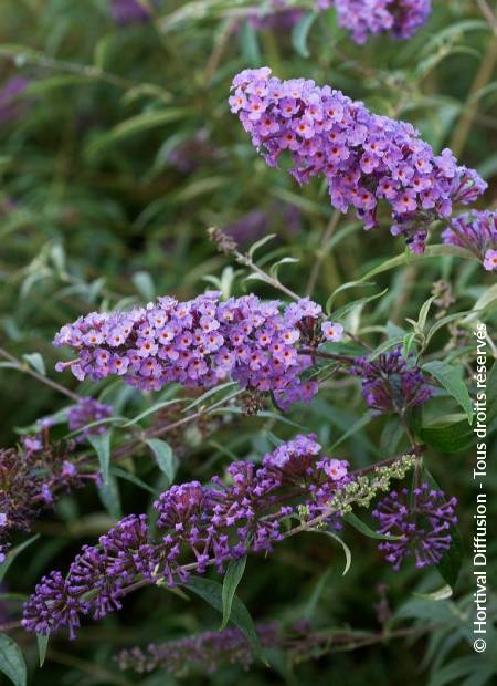 © Hortival Diffusion - Tous droits réservés