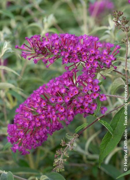 © Hortival Diffusion - Tous droits réservés