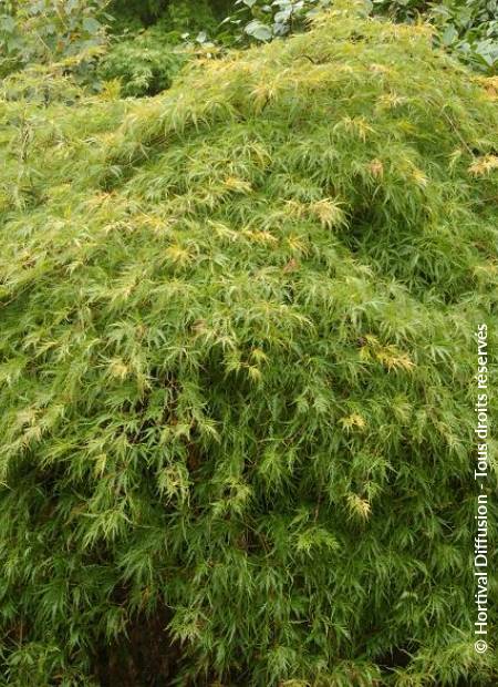 © Hortival Diffusion - Tous droits réservés