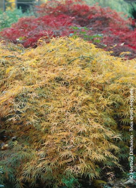 © Hortival Diffusion - Tous droits réservés