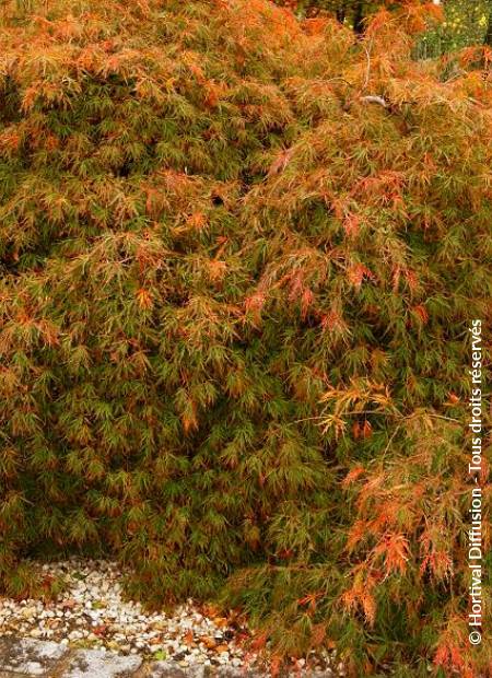 © Hortival Diffusion - Tous droits réservés