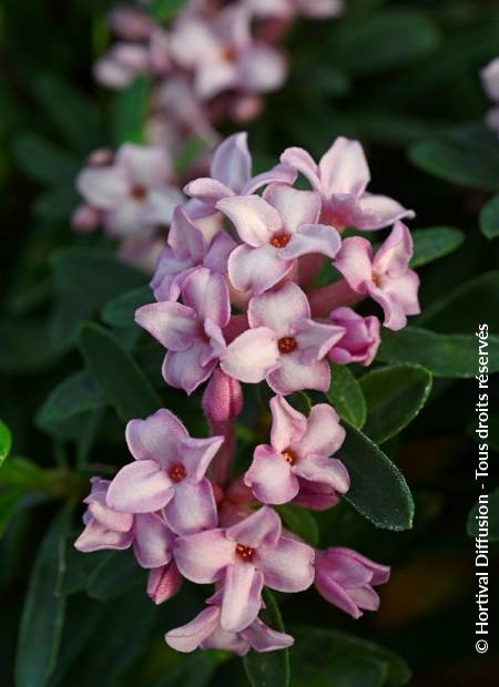 Daphne X Transatlantica Pink Fragrance R Blapink Cov Minier 