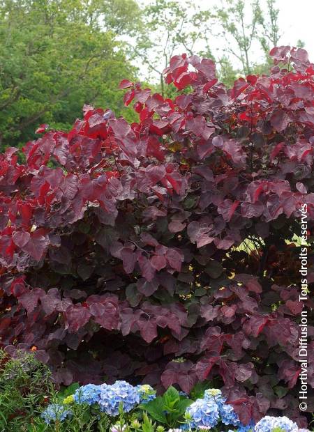 © Hortival Diffusion - Tous droits réservés