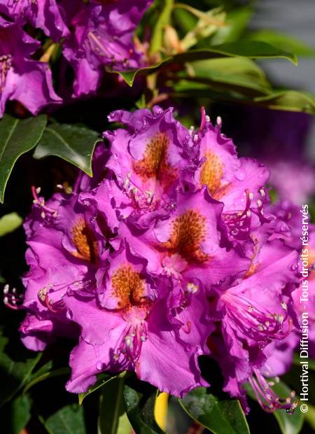 © Hortival Diffusion - Tous droits réservés