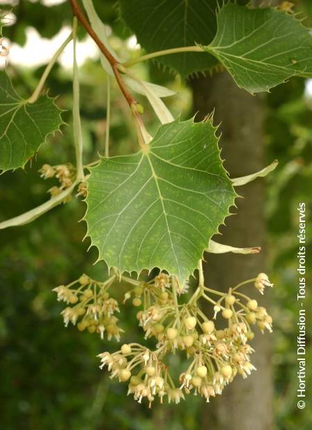 © Hortival Diffusion - Tous droits réservés