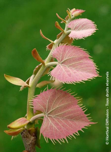 © Hortival Diffusion - Tous droits réservés