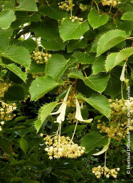 © Hortival Diffusion - Tous droits réservés