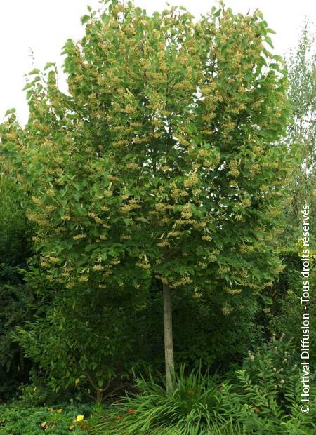 Tilleul de Henry, Tilia henryana : Plantation, Entretien