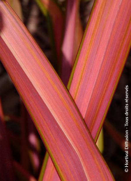 © Hortival Diffusion - Tous droits réservés