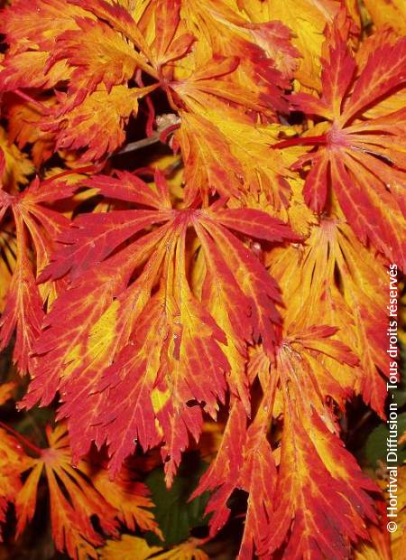 © Hortival Diffusion - Tous droits réservés
