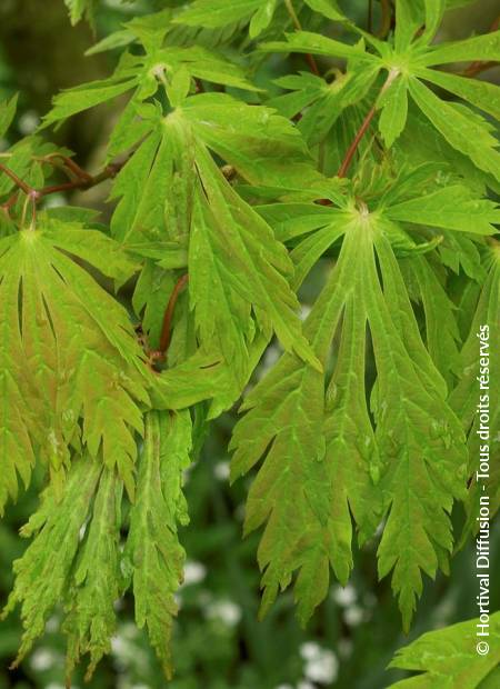 © Hortival Diffusion - Tous droits réservés