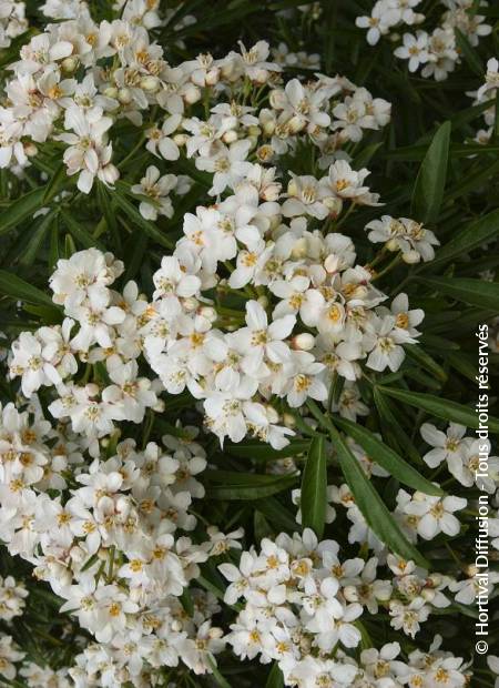 © Hortival Diffusion - Tous droits réservés