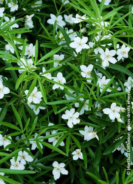 © Hortival Diffusion - Tous droits réservés