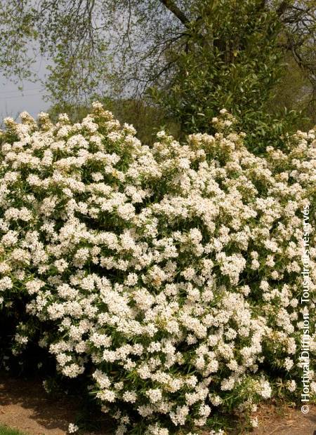 © Hortival Diffusion - Tous droits réservés