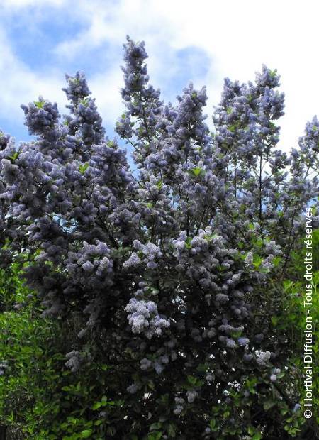 © Hortival Diffusion - Tous droits réservés