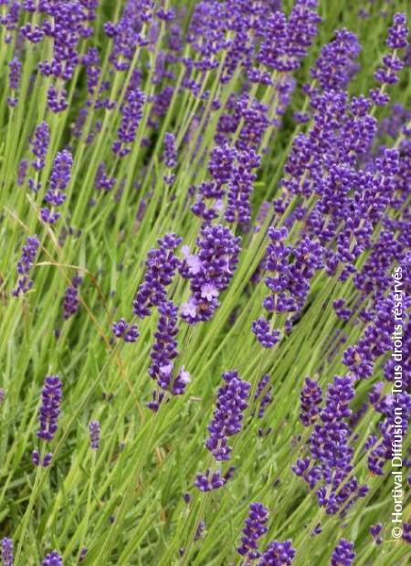 © Hortival Diffusion - Tous droits réservés