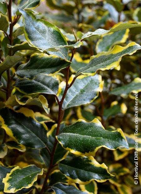 © Hortival Diffusion - Tous droits réservés