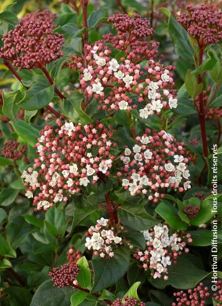 © Hortival Diffusion - Tous droits réservés