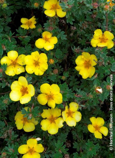 © Hortival Diffusion - Tous droits réservés