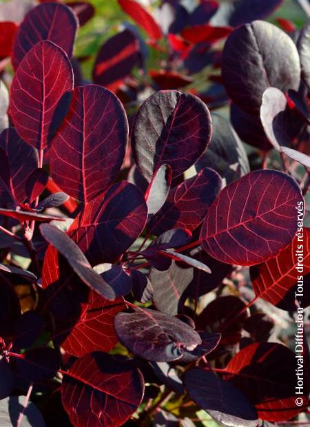 © Hortival Diffusion - Tous droits réservés