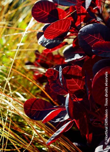 © Hortival Diffusion - Tous droits réservés